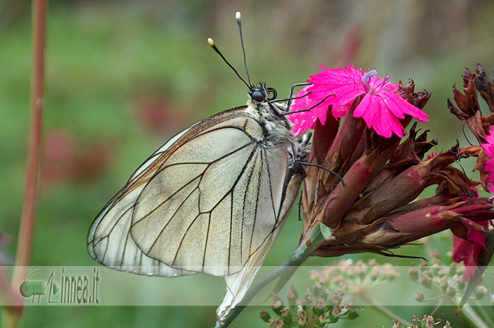 identificazione  bruchi